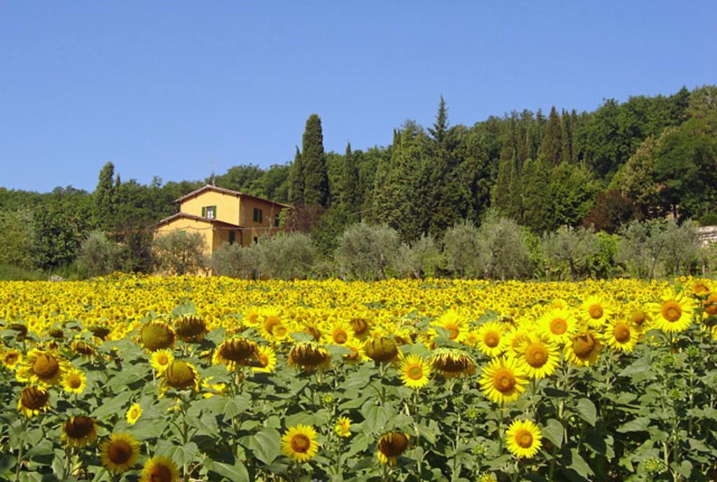 I Casali Del Trebbiolo Villa Molino del Piano Kültér fotó